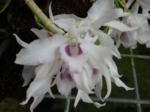 Dendrobium anosmum species