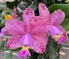 Cattleya Maui's Pink Crystal 'Bubble Gum'