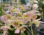 Dendrobium Royal Chip 'Spots & Flares'