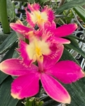 Epidendrum (Pacific Classic x Pacific Treat) 'Orange Glory'