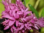 Dendrobium tanii
