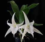 Angraecum Laiâ€™s Star (sesquipedale v. augustifolium x LemfÃ¶rde 'White Beauty')