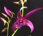 Dendrobium Norma Jackson x stratiotes