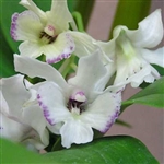Dendrobium Maiden Charlotte