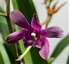 Dendrobium Susie Gallis (Hawaiian Ministripe x Blue Twinkle)