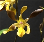 Dendrobium johannis