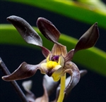 Dendrobium johannis v. nigrescens