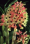Dendrobium smilliae