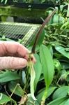 Bulbophyllum antenniferum