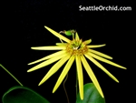 Bulbophyllum makoyanum D&B AM/AOS