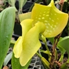 Bulbophyllum grandiflorum v. aureum 'Shining Fuji'