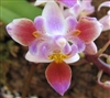 Phalaenopsis equestris, Peloric Form