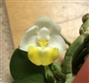 Phalaenopsis lobbii v. flavilabia