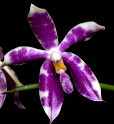 Phalaenopsis pulchra x speciosa