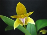 Bulbophyllum smitinandii