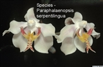 Paraphalaenopsis serpentilingua
