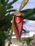 Bulbophyllum mandibulare