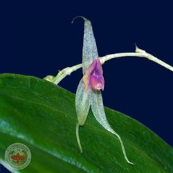 Lepanthes acutissima species