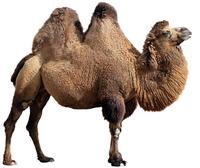 Camel ground meat, Halal camel meat, camel sausage, camel hotdogs, camel salami, camel burgers, camel meat, Buy Camel Meat, Camel Meat online, where can I buy Camel Meat, Exotic Meat Market Com, Camel Tenderloin, Camel Filet Mignon Steaks, Camel Center Cu