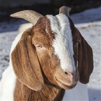 Goat Salami - 12 Oz.
