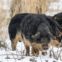 Sometimes spelled Mangalitsa in the UK or Mangalitza in the USA is a Hungarian breed of domestic pig. It was developed in the mid-19th century by crossbreeding Hungarian breeds from Szalonta and Bakony with the Serbian Å umadija breed.