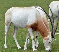 Exotic Meat Market offers Scimitar Oryx Kidney. Scimitar Oryx are harvested in private ranches in the USA. Scimitar Oryx meat is 97% lean. Scimitar Oryx Meat is a more healthful and flavorful alternative to the standard boeuf du jour.