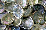 Wholesale Abalone Shell 5"- 6" (Pack of 25)