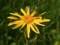 Arnica Flowers, Wildcrafted
