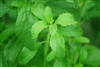 Stevia Leaf, Cut & Sifted, Organic