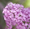 Lilac & Lilies Fragrance Oil: Amber Bottle / Fragrance Oil: 10 mL