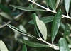 Olive Leaf, Organic