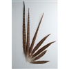 English Ringneck Pheasant Tails 16"-18" (100 Pieces Per Order)