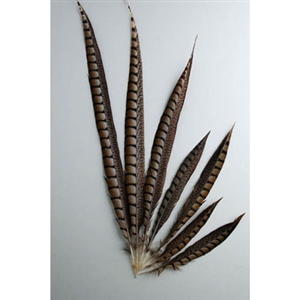 Lady Amherst Pheasant Tails 04"-10" Side