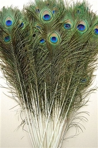 Peacock Tails 40"-45"