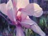 "Saucer Magnolia", Martha Saudek Oil Painting
