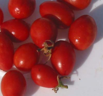 Crimean Rose Heirloom Tomato