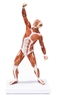 Muscular Figure 50cm