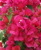 Bougainvillea Flame-Blooms Orange-Red or Brilliant Dark Red Orange Tinge with green leaves-Tropical Zone 9+