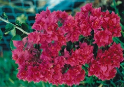 Bougainvillea Mahara Magic-Double Blooms Red with Green Foliage
