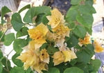 Bougainvillea Aussie Gold-Dbl Blooms Gold-Yellow with Green Foliage-Tropical 9+