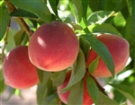 Florida King Peach-Prunus persica USDA Zones 8   Chill:  300 hrs