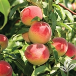 La Feliciana Peach-Prunus persica USDA Zones 8 Chill: 400 hrs
