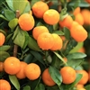 DANCY TANGERINE-Citrus reticulata Dancy Zone:  9b hardy to 30 degrees