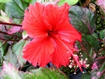 RED HOT HIBISCUS, rosa-sinensis-Tropical Zone 9+
