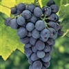 Grape Vine 'CONCORD' Vitis labrusca  BUNCH GRAPE  BLACK SEEDLESS Fruit Zone 4
