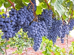 Grape Vine "MARS" Vitis labrusca  BUNCH GRAPE  BLACK/BLUE SEEDLESS Fruit Zone 5