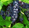 ST. CROIX PURPLE TABLE OR WINE GRAPE VINE-Ultra cold weather vine Z-4