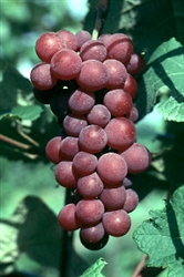 Vanessa Seedless Bunch Grape Vine-Vitis vinifera ULTRA-COLD WEATHER RED TABLE GRAPE Zone 4
