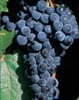 MARQUETTE-Dark Red Wine grape ultra cold weather tolerant Zone: 3