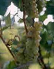 PRAIRIE STAR-White Wine Grape ultra cold weather tolerant Zone: 3